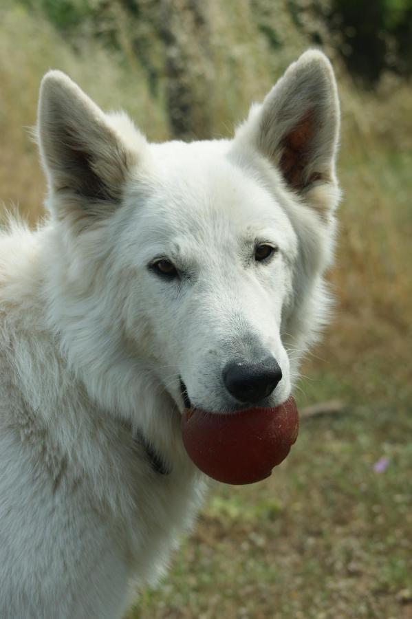 Sobrestany Mas Del Llop Blanc - Dog Friendly Hostal Rural - B&B מראה חיצוני תמונה